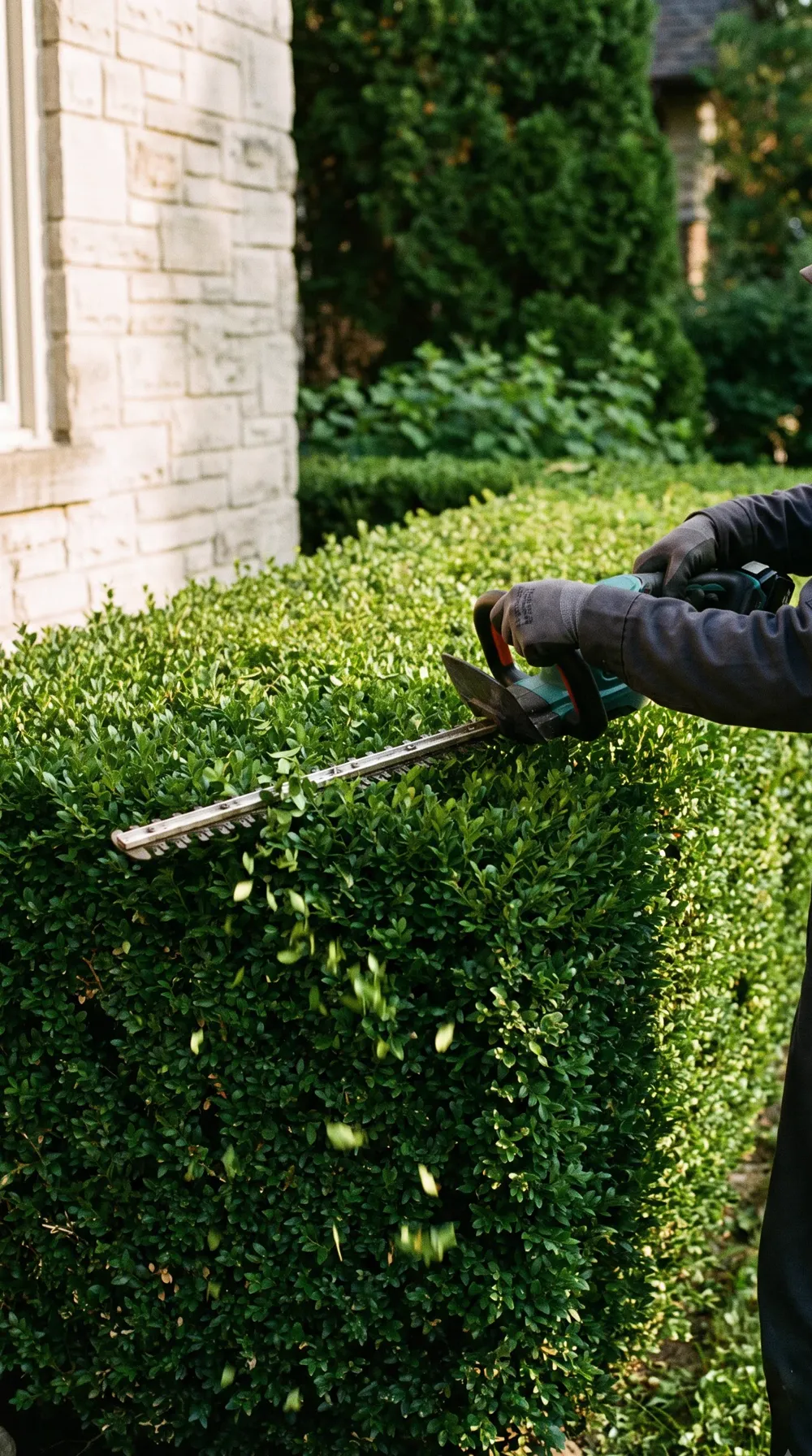 Gloved hands trimming a boxwood hedge flat beside a house